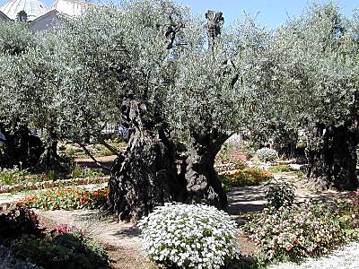 Garden of Gethsemane olive tree